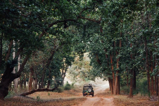 Thekkady Jeep Safari | Jeep Safari in Thekkady | Jungle Jeep Safari in Thekkady | Best Jeep Safari in Thekkady | Thekkady Jeep Point | Jeep Ride in Thekkady | Thekkady Periyar Adventure Safari | Jungle Jeep Safari in Thekkady | Thekkady Periyar Jeep Safari | Explore Wildlife & Nature in Kerala | Thekkady Jeep Safari | Jeep Safari Thekkady | Thekkady Wildlife Safari | Thekkady Jungle Safari | Thekkady Adventure Safari | Thekkady National Park Safari | Periyar Jeep Safari | Thekkady Forest Safari | Wildlife Jeep Safari Thekkady | Thekkady Off-Road Safari | Thekkady Trekking and Safari | Thekkady Nature Safari | Thekkady Scenic Safari | Thekkady Wildlife Tour | Thekkady Jungle Trek and Safari | Thekkady Jeep Safari Booking | Thekkady Wildlife Safari Packages | Thekkady Jungle Safari Cost | Thekkady Adventure Safari Tours | Thekkady Sightseeing | Sightseeing in Thekkady | Thekkady Tourist Places | Thekkady Travel Guide | Thekkady Attractions | Thekkady Wildlife Sanctuary | Periyar National Park | Thekkady Lake | Thekkady Boating | Thekkady Trekking | Thekkady Hiking | Thekkady Waterfalls | Thekkady Viewpoints | Thekkady Temples |Thekkady Culture | Thekkady Sightseeing Packages | Thekkady Tourist Places List | Thekkady Travel Itinerary Thekkady Attractions and Activities | Thekkady Wildlife Sanctuary Tour | Periyar National Park Safari | Thekkady Lake Boating Timings | Thekkady Trekking Trails | Thekkady Hiking Routes | Thekkady Waterfalls and Swimming | Honeymoon Packages | Luxury Hotels | Thekkady Budget Hotels | Thekkady 5-Star Hotels | Thekkady 3-Star Hotels | Thekkady Cheap Hotels | Thekkady Online Hotel Booking | Thekkady Hotel Packages | Thekkady Hotel Deals | Thekkady Luxury Resorts and Hotels | Thekkady Budget-Friendly Accommodation | Car Rentals in Thekkady | Thekkady Car Rentals | Rent a Car in Thekkady | Thekkady Car Hire | Car Rental Thekkady | Thekkady Car Rental Services | Car Hire in Thekkady | Thekkady Car Rental Agencies | Car Rentals Thekkady Kerala | Thekkady Car Rental Companies | Affordable Car Rentals in Thekkady | Luxury Car Rentals in Thekkady | Economy Car Rentals in Thekkady | Car Rentals in Thekkady with Driver | Self-Drive Car Rentals in Thekkady | Thekkady Car Rentals for Sightseeing | Car Hire in Thekkady for Periyar National Park | Thekkady Car Rental for Family Trip | Car Rentals in Thekkady for Group Tour | Thekkady Car Hire for Honeymoon | Car Rentals in Thekkady with GPS | Thekkady Car Rental for Outstation | Car Hire in Thekkady for Local Sightseeing|Thekkady Car Rental for Airport Transfer | Car Rentals in Thekkady with Unlimited Kms