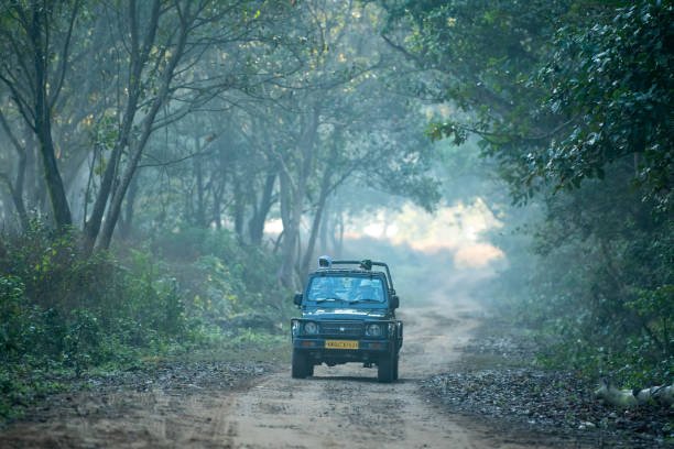 Thekkady Jeep Safari | Jeep Safari in Thekkady | Jungle Jeep Safari in Thekkady | Best Jeep Safari in Thekkady | Thekkady Jeep Point | Jeep Ride in Thekkady | Thekkady Periyar Adventure Safari | Jungle Jeep Safari in Thekkady | Thekkady Periyar Jeep Safari | Explore Wildlife & Nature in Kerala | Thekkady Jeep Safari | Jeep Safari Thekkady | Thekkady Wildlife Safari | Thekkady Jungle Safari | Thekkady Adventure Safari | Thekkady National Park Safari | Periyar Jeep Safari | Thekkady Forest Safari | Wildlife Jeep Safari Thekkady | Thekkady Off-Road Safari | Thekkady Trekking and Safari | Thekkady Nature Safari | Thekkady Scenic Safari | Thekkady Wildlife Tour | Thekkady Jungle Trek and Safari | Thekkady Jeep Safari Booking | Thekkady Wildlife Safari Packages | Thekkady Jungle Safari Cost | Thekkady Adventure Safari Tours | Thekkady Sightseeing | Sightseeing in Thekkady | Thekkady Tourist Places | Thekkady Travel Guide | Thekkady Attractions | Thekkady Wildlife Sanctuary | Periyar National Park | Thekkady Lake | Thekkady Boating | Thekkady Trekking | Thekkady Hiking | Thekkady Waterfalls | Thekkady Viewpoints | Thekkady Temples |Thekkady Culture | Thekkady Sightseeing Packages | Thekkady Tourist Places List | Thekkady Travel Itinerary Thekkady Attractions and Activities | Thekkady Wildlife Sanctuary Tour | Periyar National Park Safari | Thekkady Lake Boating Timings | Thekkady Trekking Trails | Thekkady Hiking Routes | Thekkady Waterfalls and Swimming | Honeymoon Packages | Luxury Hotels | Thekkady Budget Hotels | Thekkady 5-Star Hotels | Thekkady 3-Star Hotels | Thekkady Cheap Hotels | Thekkady Online Hotel Booking | Thekkady Hotel Packages | Thekkady Hotel Deals | Thekkady Luxury Resorts and Hotels | Thekkady Budget-Friendly Accommodation | Car Rentals in Thekkady | Thekkady Car Rentals | Rent a Car in Thekkady | Thekkady Car Hire | Car Rental Thekkady | Thekkady Car Rental Services | Car Hire in Thekkady | Thekkady Car Rental Agencies | Car Rentals Thekkady Kerala | Thekkady Car Rental Companies | Affordable Car Rentals in Thekkady | Luxury Car Rentals in Thekkady | Economy Car Rentals in Thekkady | Car Rentals in Thekkady with Driver | Self-Drive Car Rentals in Thekkady | Thekkady Car Rentals for Sightseeing | Car Hire in Thekkady for Periyar National Park | Thekkady Car Rental for Family Trip | Car Rentals in Thekkady for Group Tour | Thekkady Car Hire for Honeymoon | Car Rentals in Thekkady with GPS | Thekkady Car Rental for Outstation | Car Hire in Thekkady for Local Sightseeing|Thekkady Car Rental for Airport Transfer | Car Rentals in Thekkady with Unlimited Kms